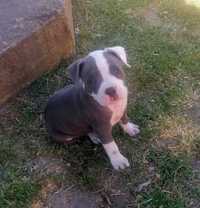 American staffordshire terrier-blue