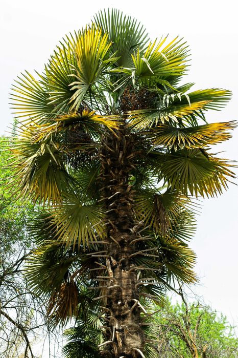 Palma mrozoodporna Trachycarpus fortunei –12°C +GRATIS