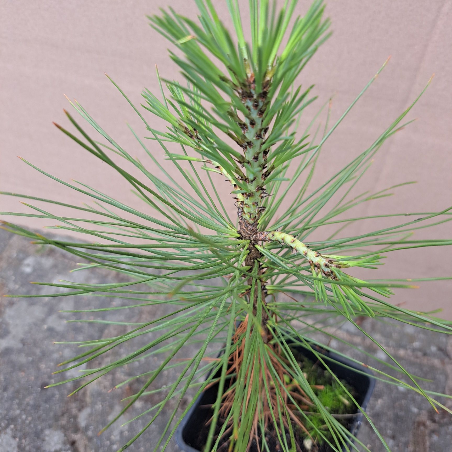 Sosna Jeffreya (pinus Jeffreya)