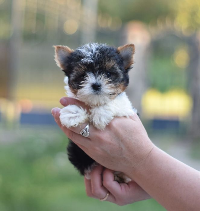 Бівер міні дівчинка