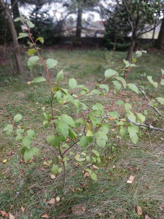 Sadzonki modrzewia, brzozy, lipy, pigwowca i innych roślin