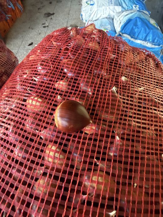 Castanhas judia grossa