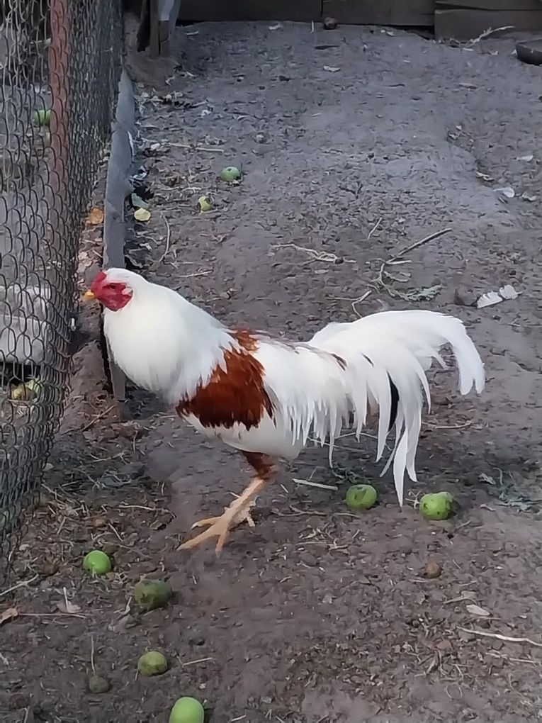 Продам півня що на фото