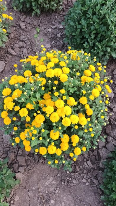 Продам маточні кущі шаровидної хризантеми