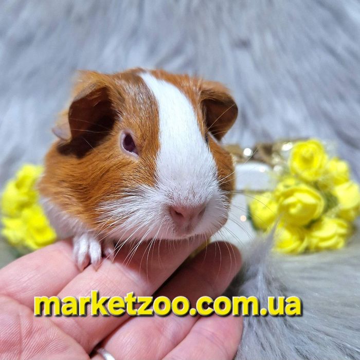 Висловуха морська свинка-хлопчик — біло-руда краса з рубіновими оченят