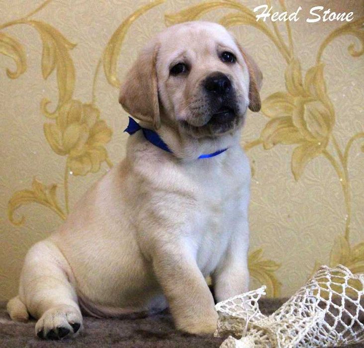 Лабрадор ретривер Клубные шенки