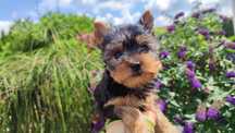 York yorki Yorkshire terrier