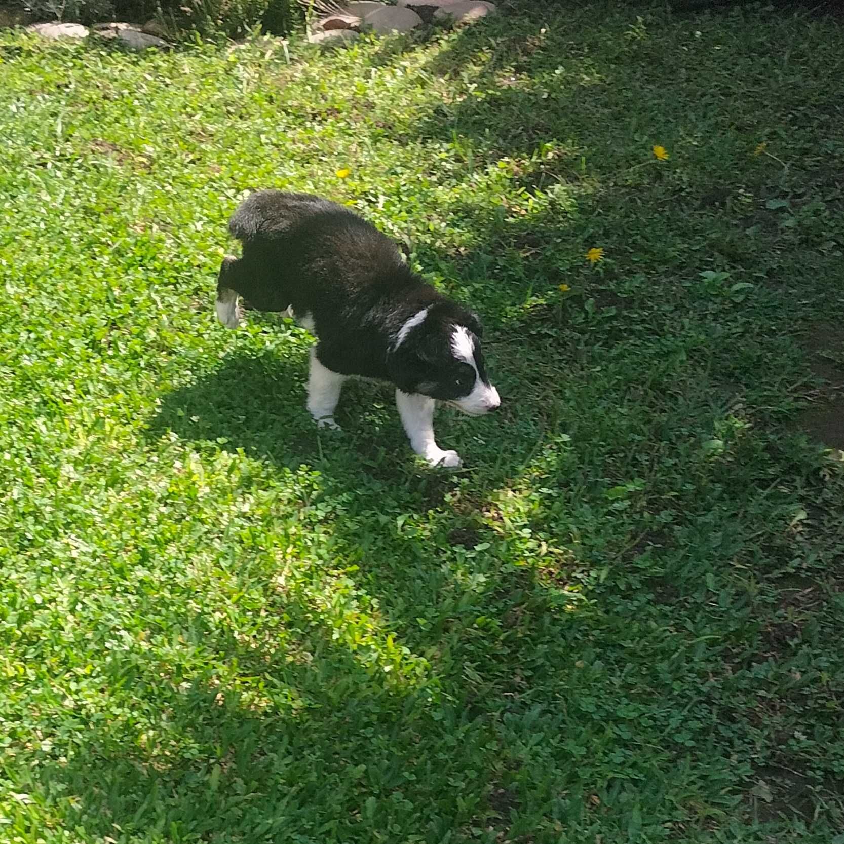 Border collie tricolor macho
