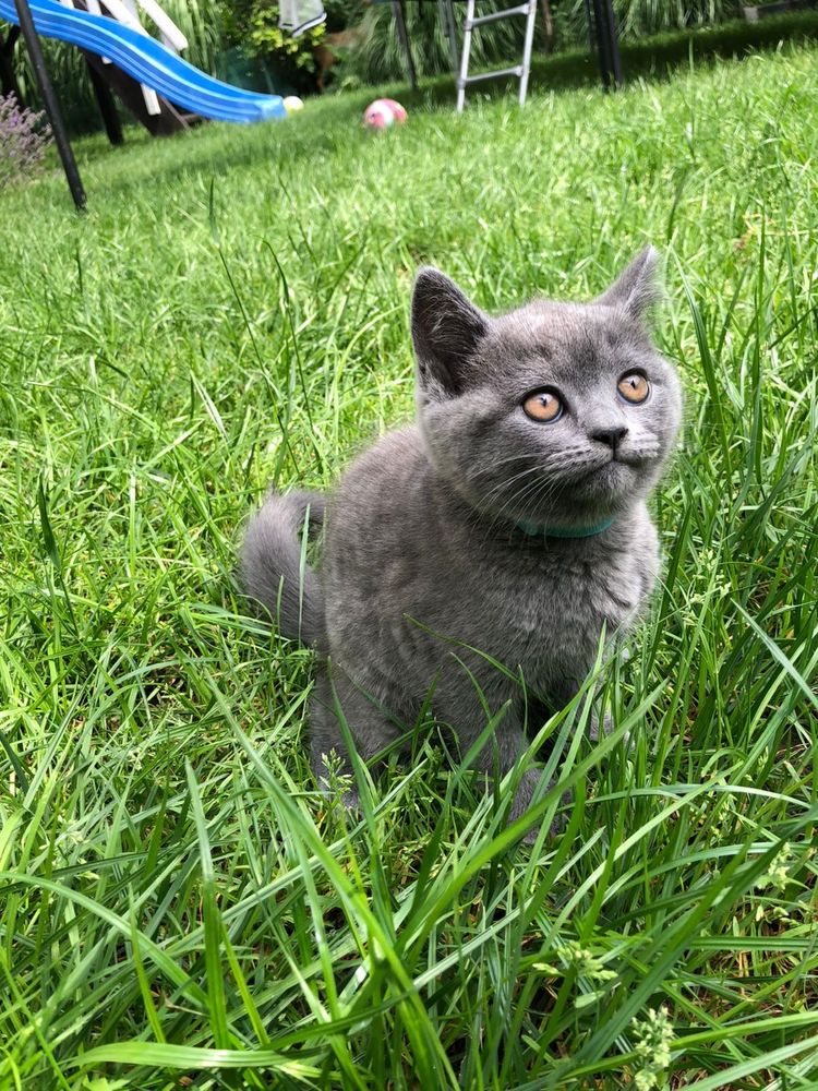 Koty  brytyjskie