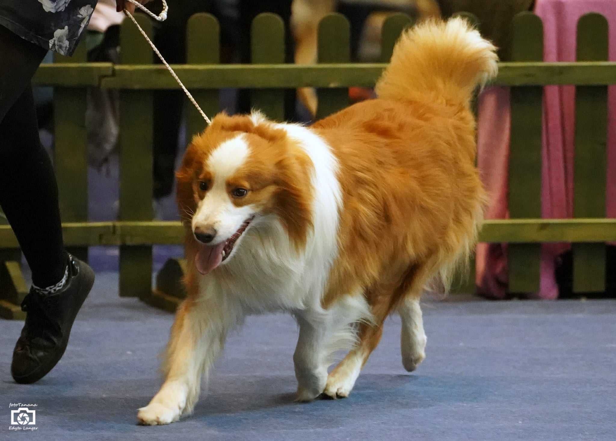Szczenię Border Collie
