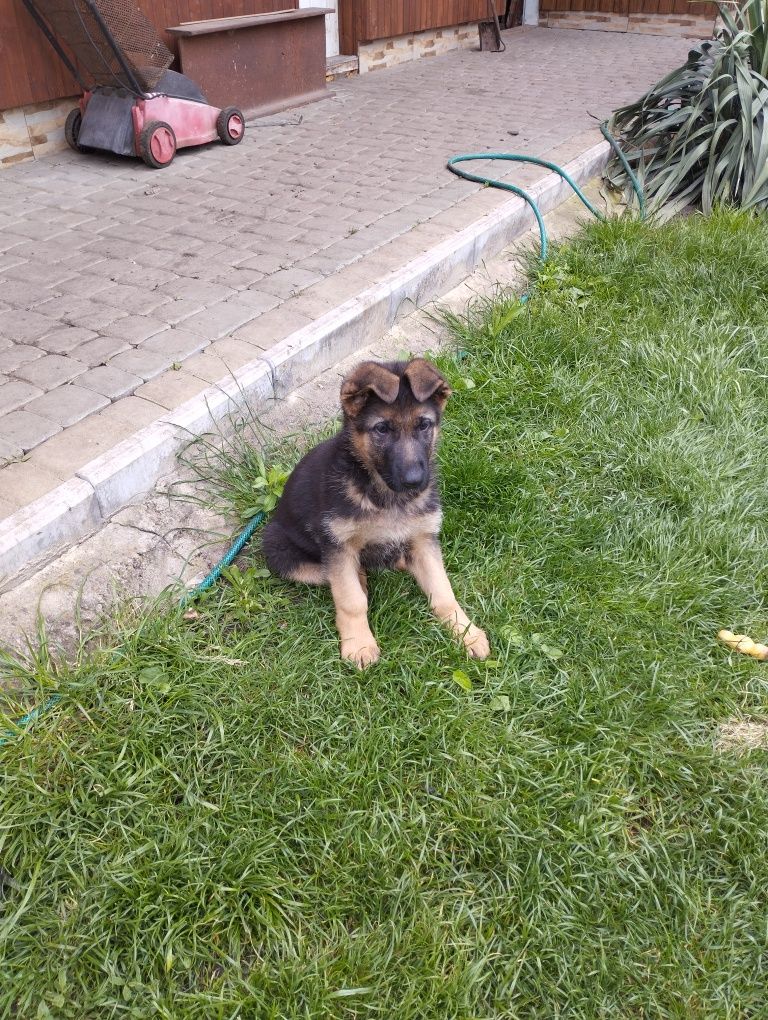 Цуценя німецької вівчарки