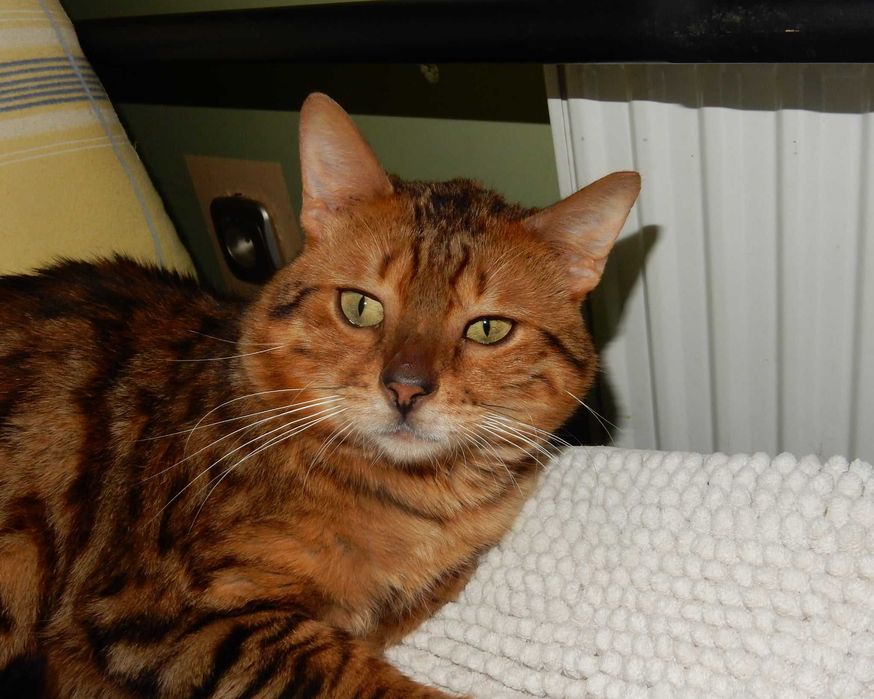 Kot Bengalski grzecznościowo aktualne - porzucony