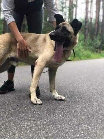 Błagamy o dom dla niewidomego Bena! Uratujmy go