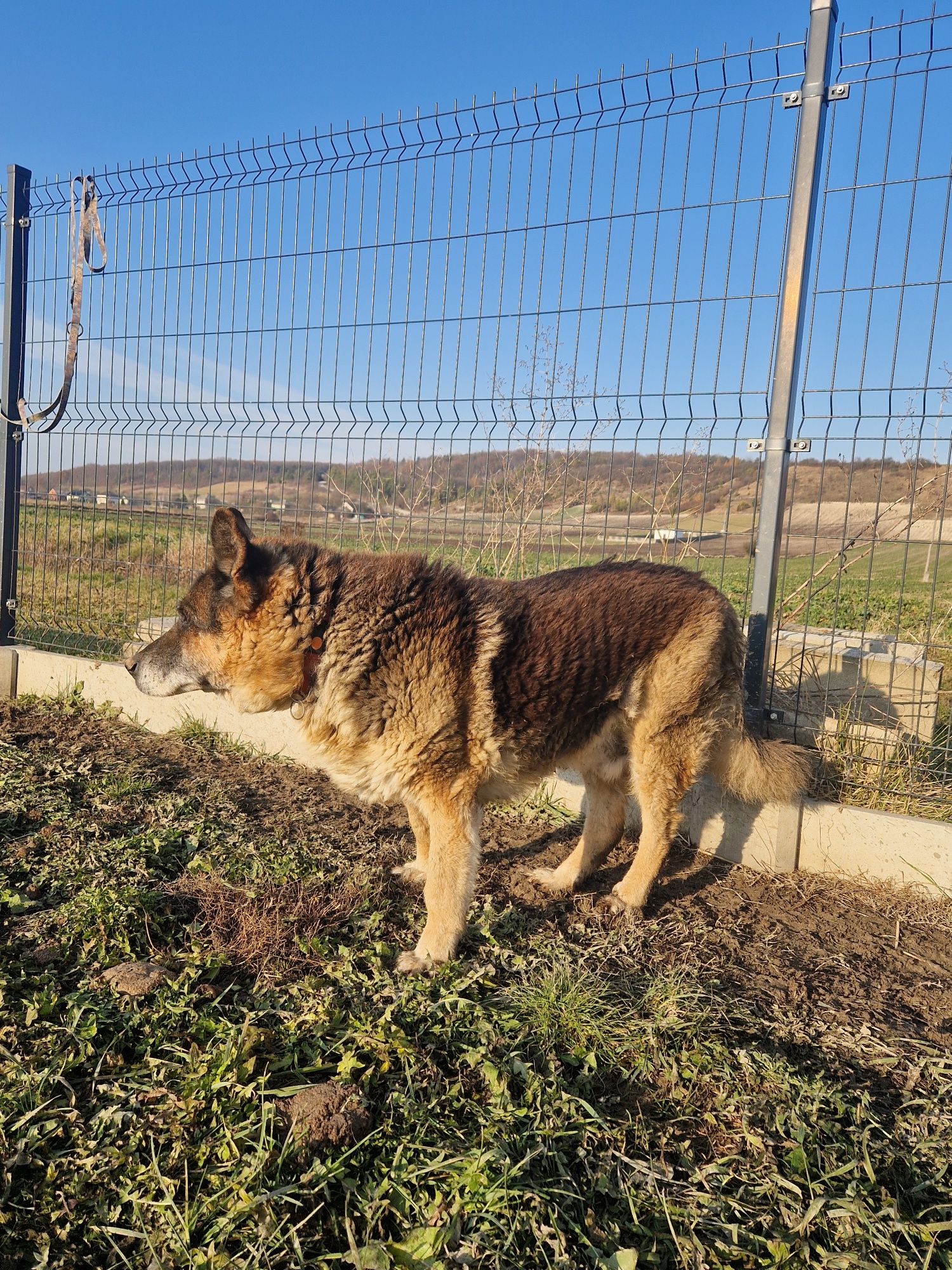 Dostojny starszy HOSSE - pies w typie owczarka adopcja