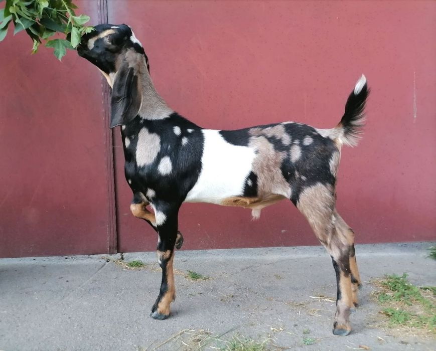 Паровка, в'язка кіз