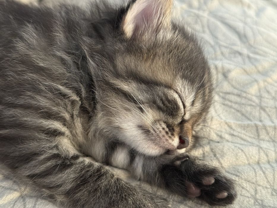 Віддам кошенят в люблячі руки