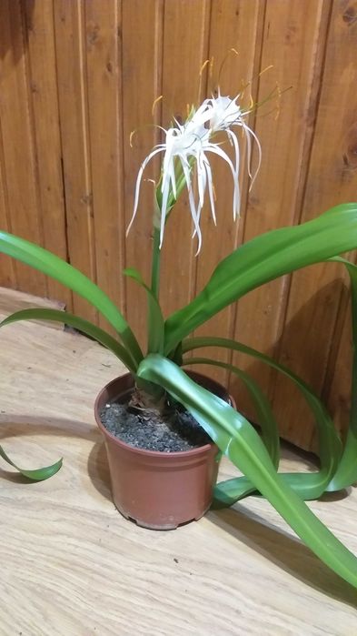 Клівія, калатея, зеферантес, амариллис, гименокаллис