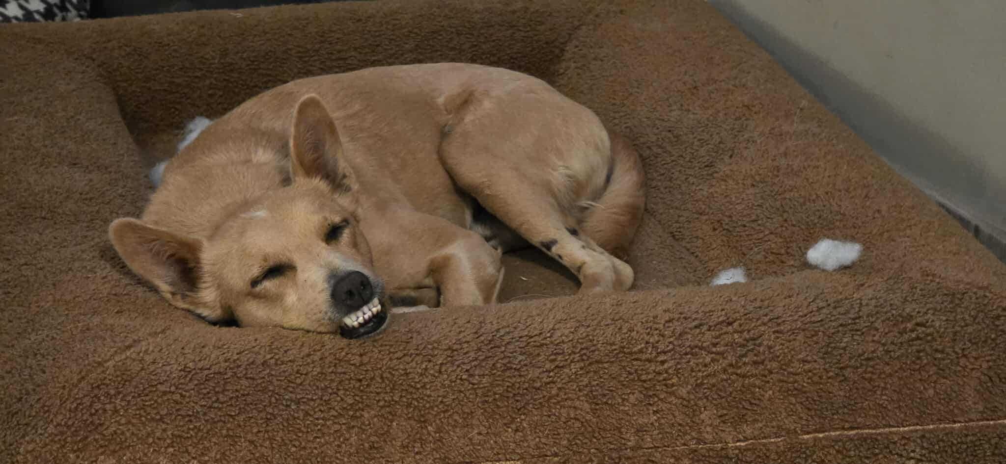 TOTTI - pozytywny młody pies do adopcji, kocha inne psy i człowieka