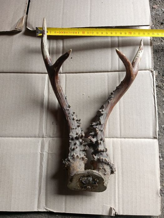 Рога самця козулі. Сухі