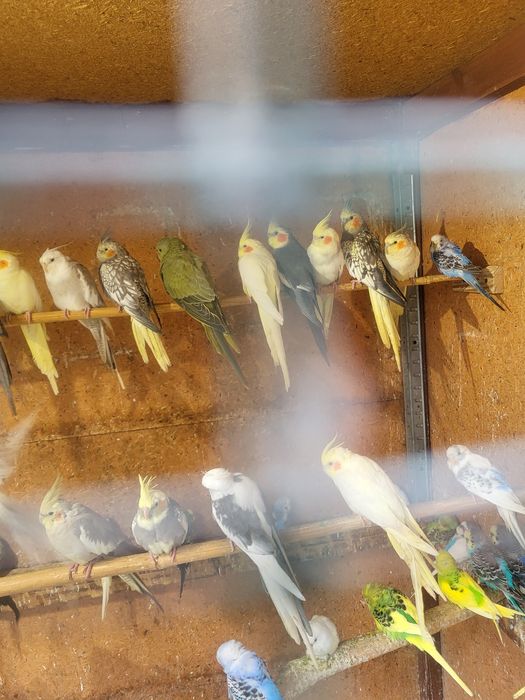 Papugi nimfy pięknie wybarwione młodziutkie