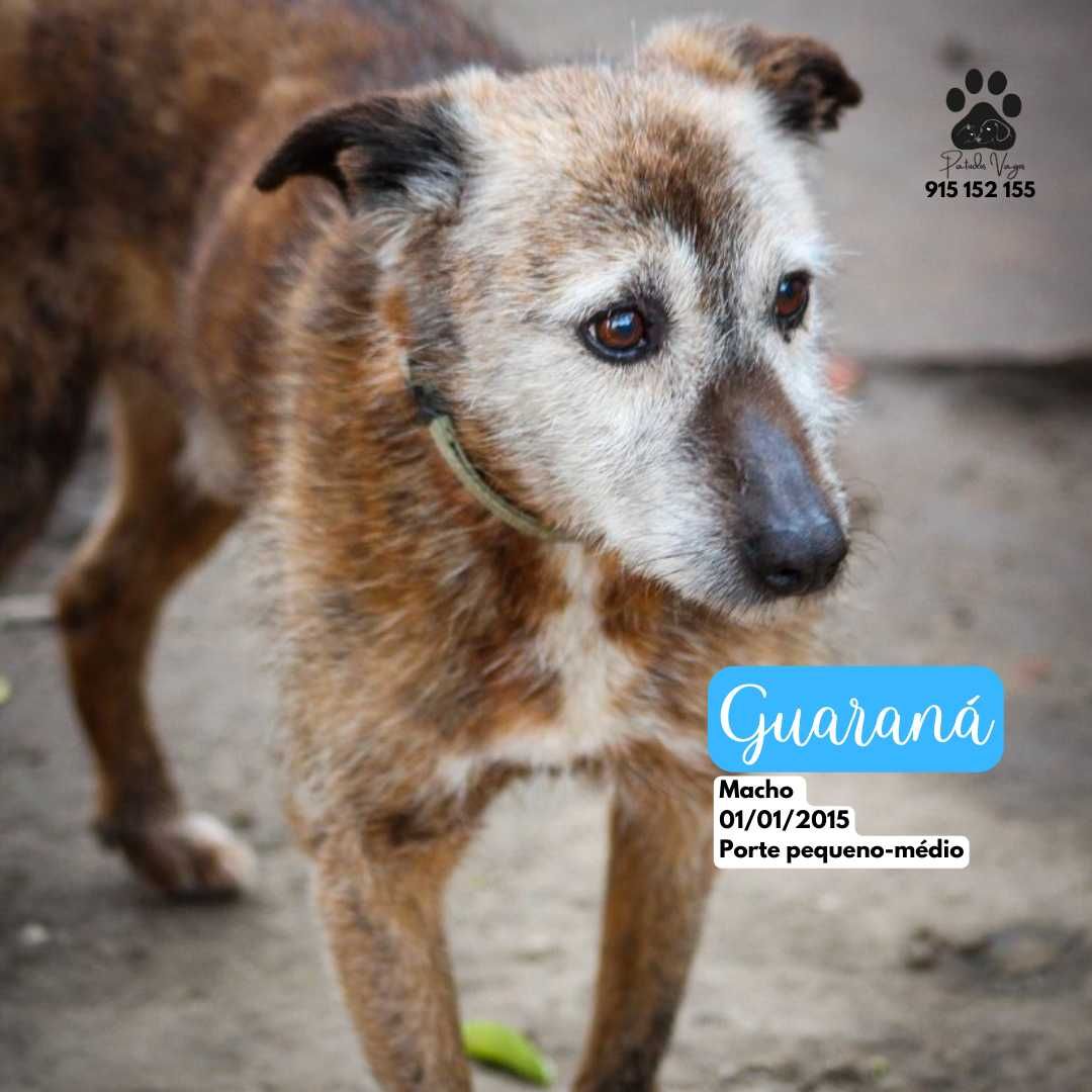 Guaraná, a Hiena