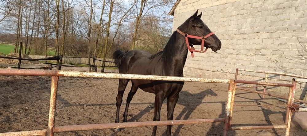 Sprzedam ogiera 3 latka