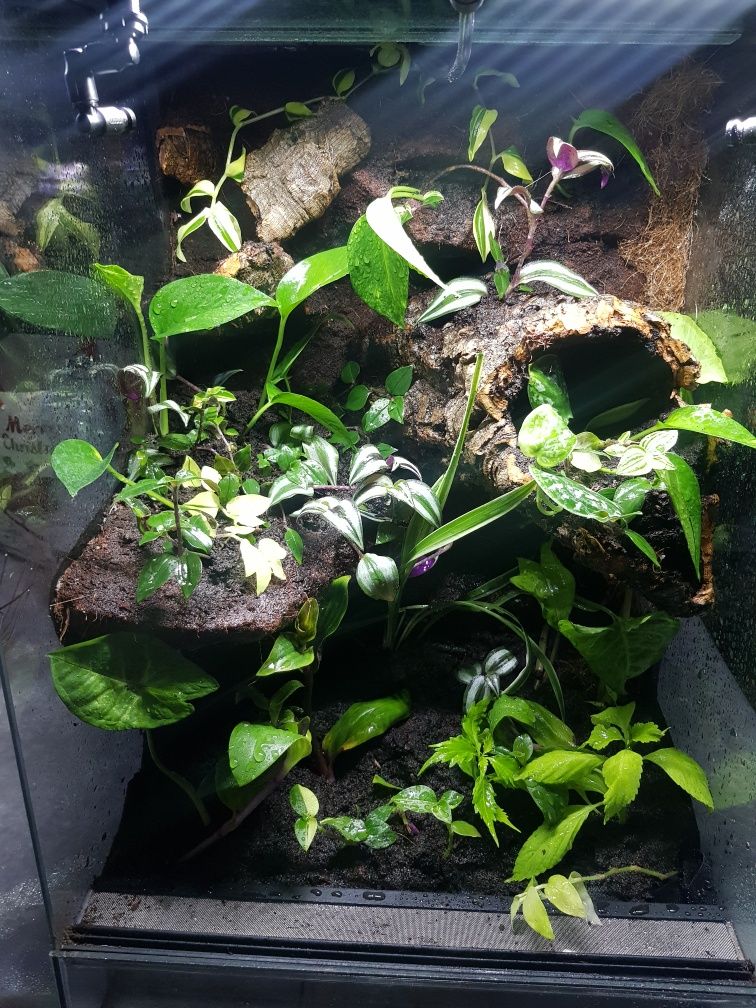 Terrarium gekon tropikalne