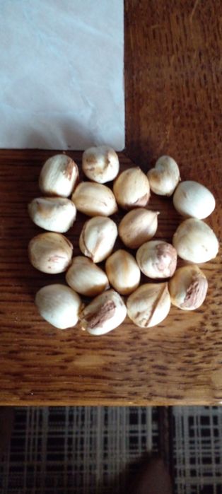 Горіх фундука урожай 2025р