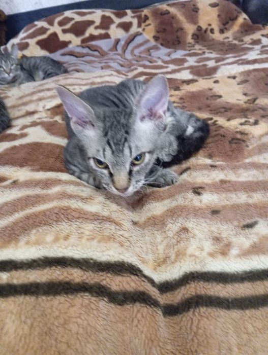 Отдам котиков в добрые и заботливые руки