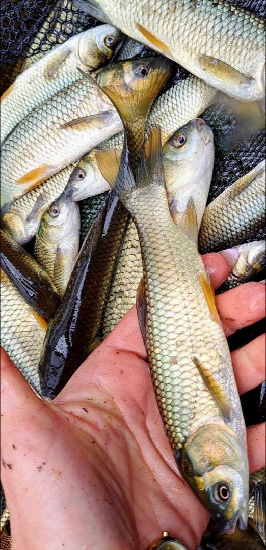 Amur narybek 15-20cm Dostępny! Lin, Karp,
