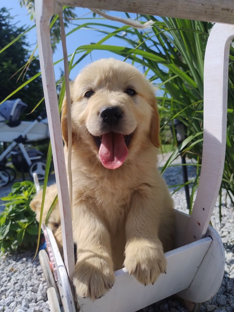 Golden retriever szczenię złote do odbioru