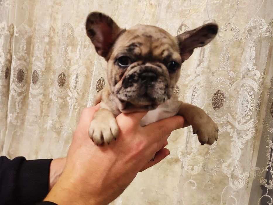 Шикарні щенята французького бульдога