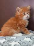 Gatinho Bosques da Noruega com lop