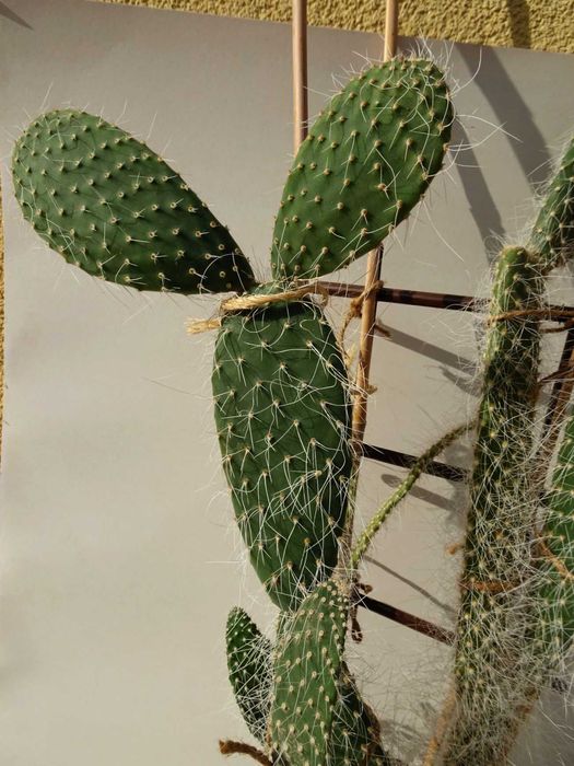 Kaktus wysoki 80 cm roślina domowa