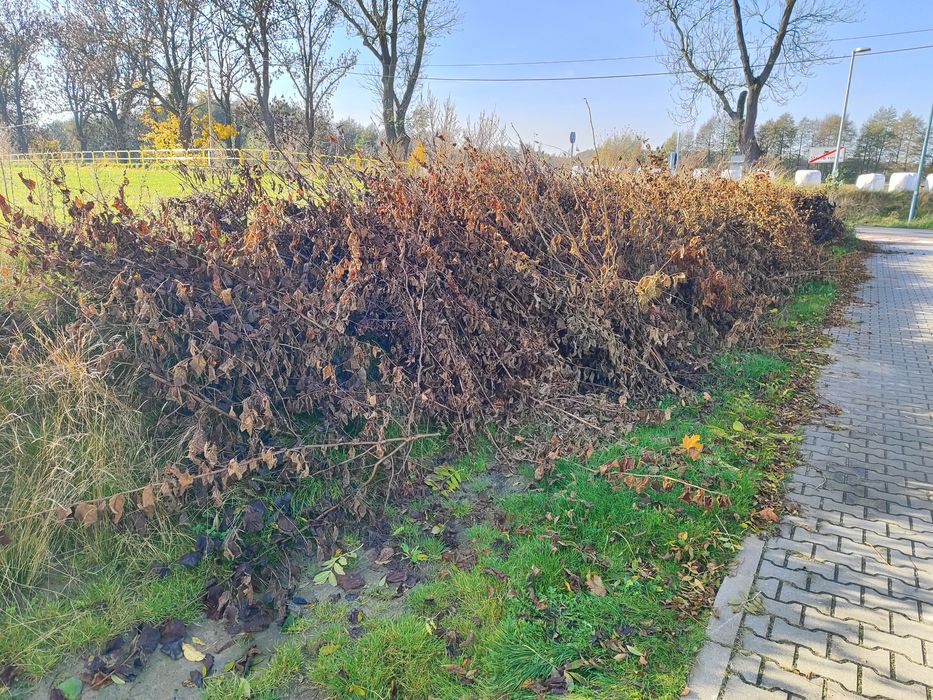 Za darmo gałęzie orzecha laskowego gruszy jabłoni i czeremchy