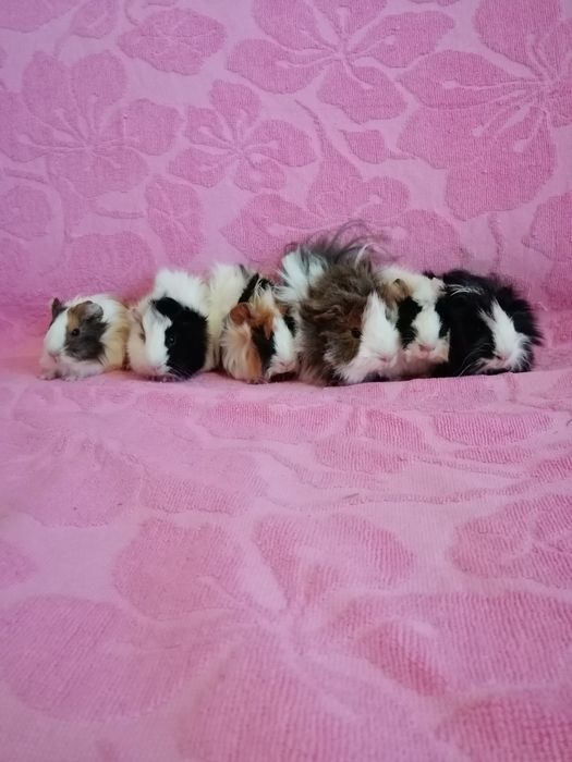 Świnka morska świnki morskie kawia domowa