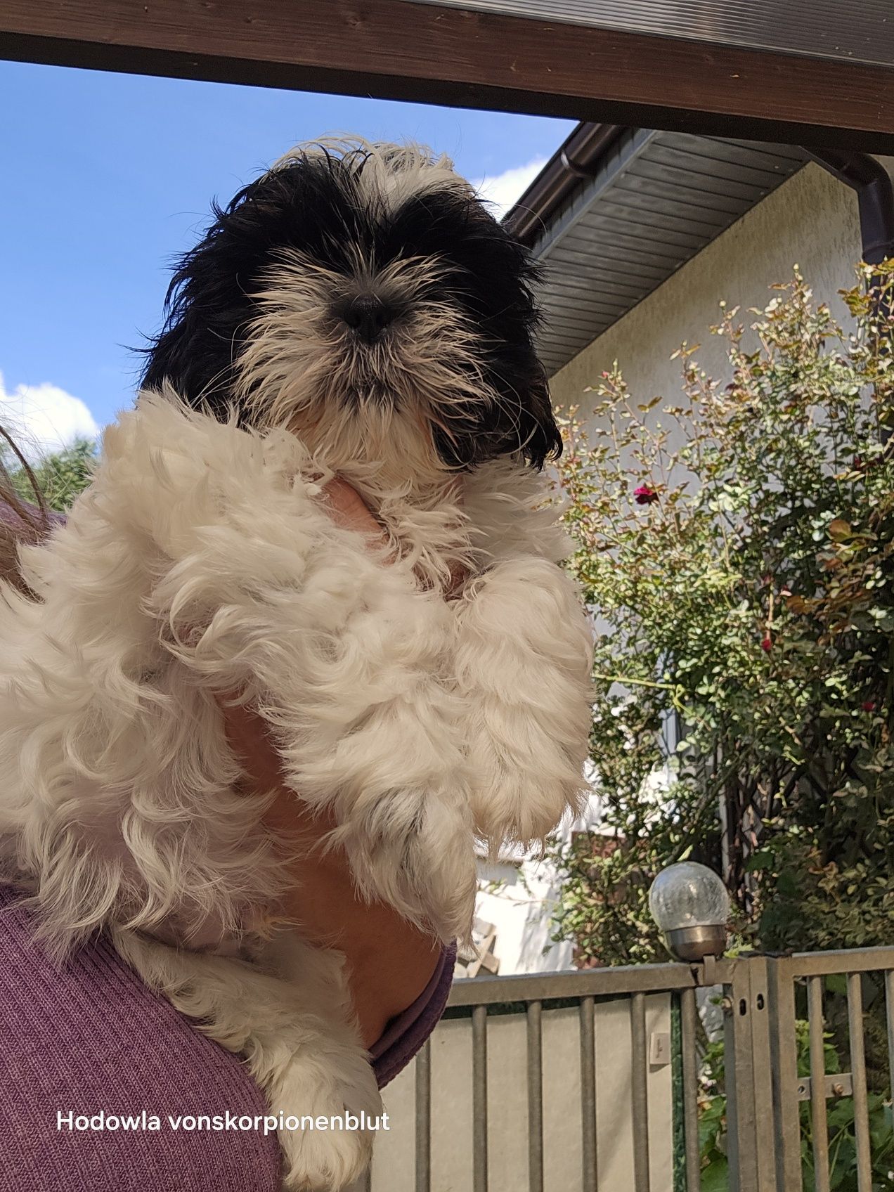 SHIH TZU SUCZKA bialo czarna trikolorowa