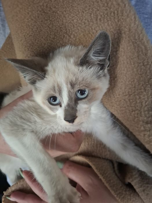 Gatinhos de 2 meses e meio