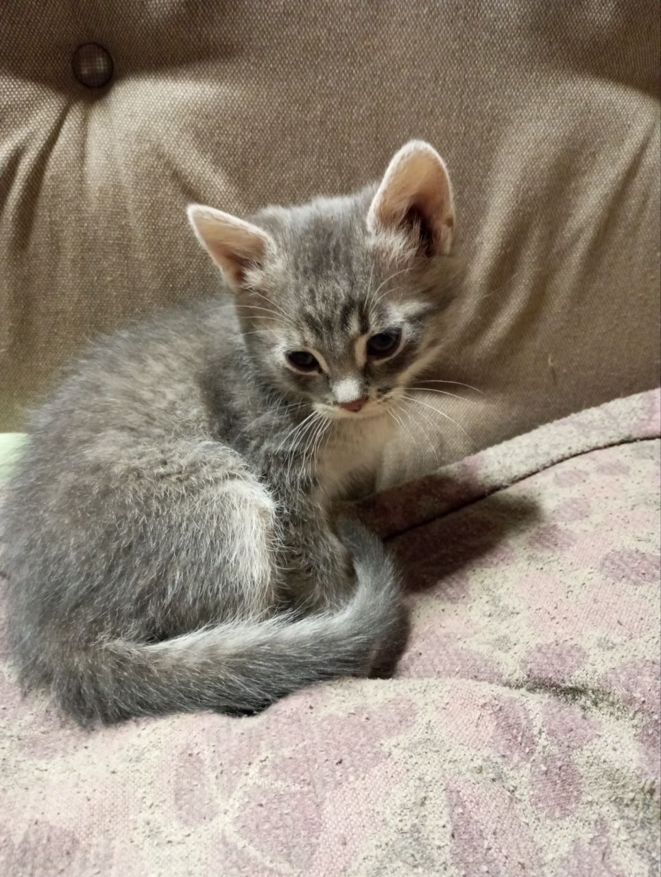 Кошенята від домашньої кішки