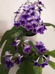 Skrętnik, Streptocarpus