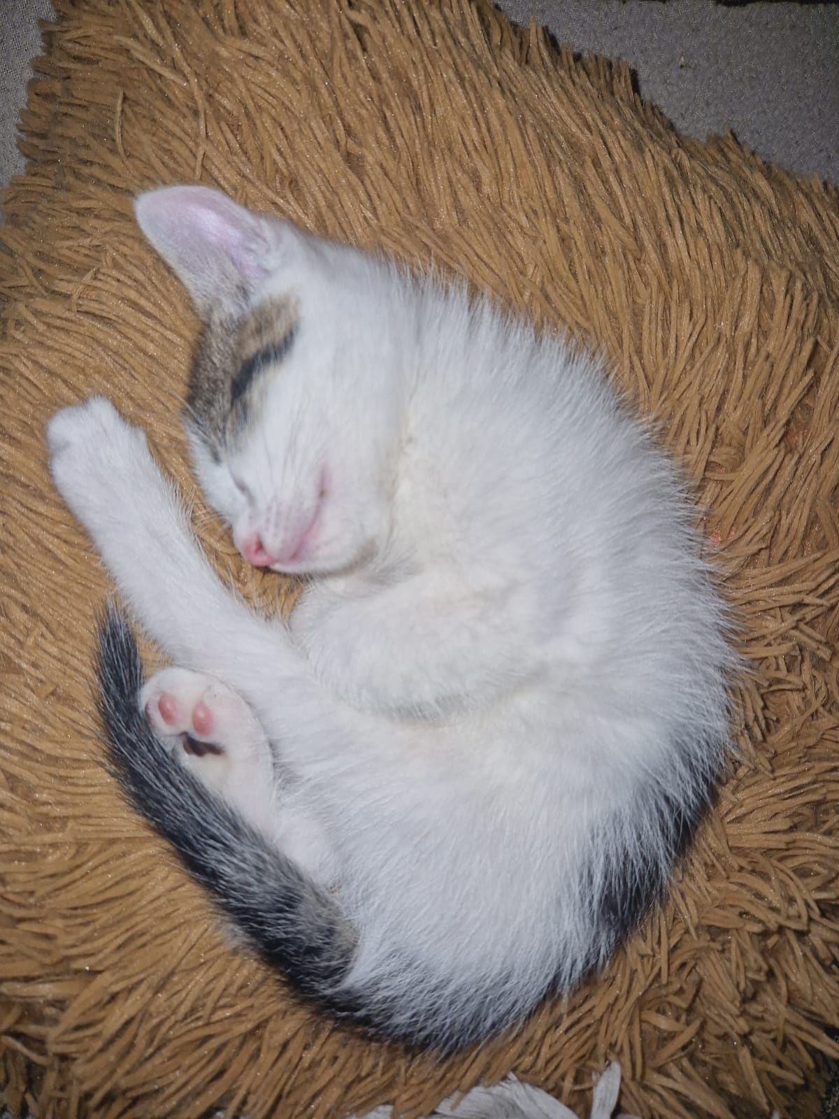 Kotek do adopcji