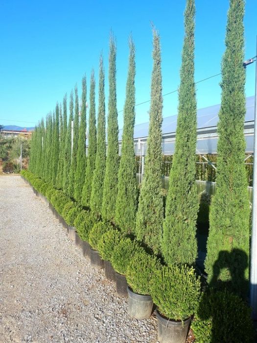 CAMPANHA 2024/2025 - Photinias/Ciprestes/Lauros/Plantas/Jardim