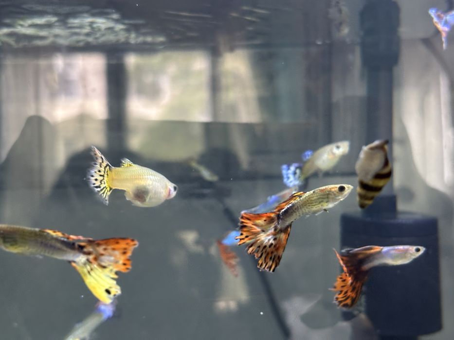 Guppys machos e femeas