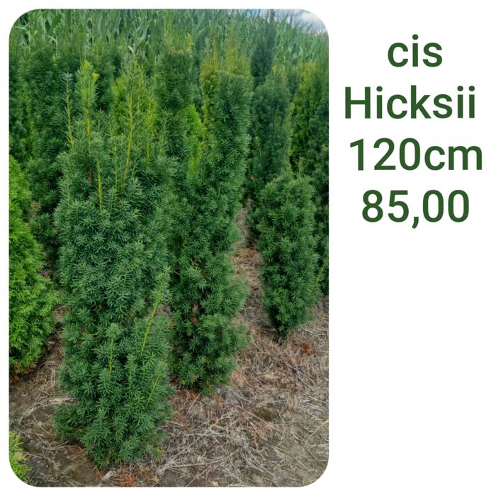Thuja _ tuja Kórnik żywopłot 120, 130, 140