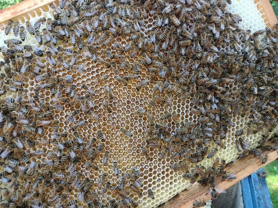 Matki pszczele 25