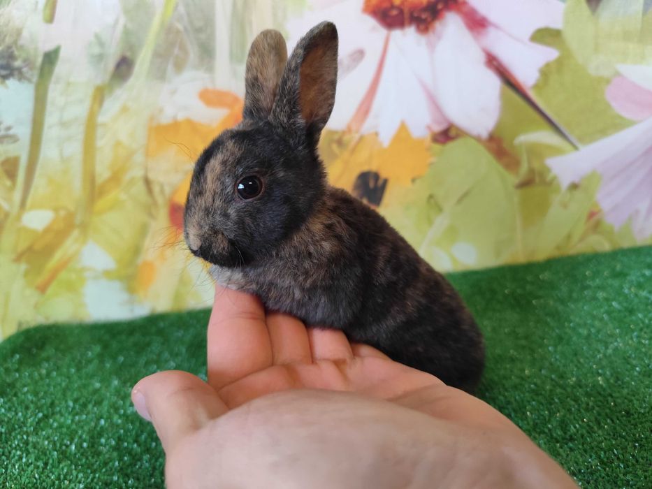 PIĘKNY Mini Rex królik miniaturka karzełek
