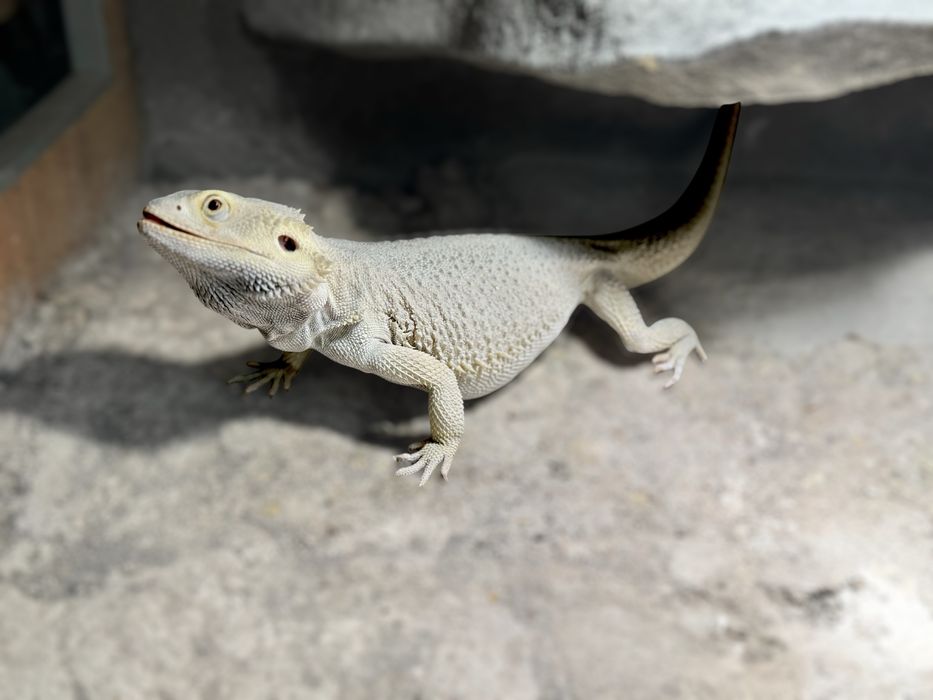 Terrarium 150x60x60 z Agamą Brodatą