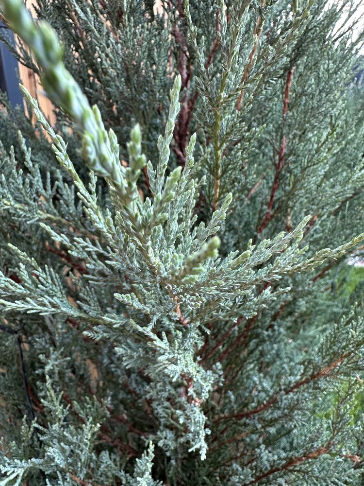 Jałowiec skalny BLUE ARROW min. 180 cm