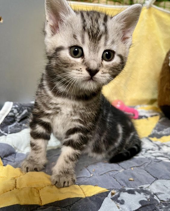 Маленьке кицинятко шукає друга