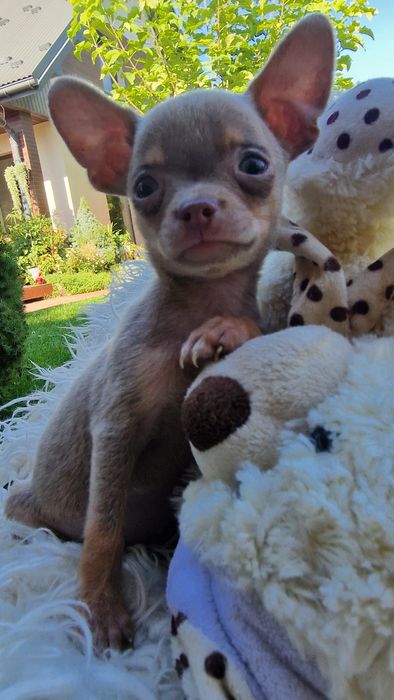 Chihuahua  xxs bardzo  maleńka  dziewczynka* 3 miesiace*400 gram